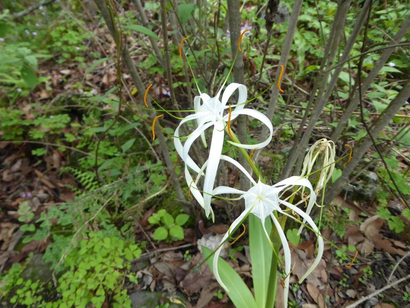 Hymenocallis harrisiana, photographed by kkacheltje