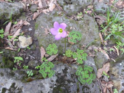 Oxalis tetraphylla, photographed by kkacheltje