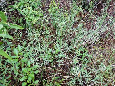 Lippia stoechadifolia, photographed by Adam Pitcher