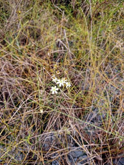 Schoenolirion albiflorum, photographed by Adam Pitcher