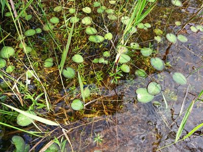 Nymphoides aquatica, photographed by Adam Pitcher