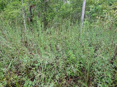 Lippia stoechadifolia, photographed by Adam Pitcher