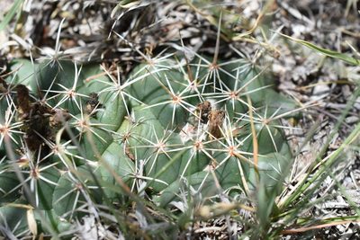 Coryphantha vogtherriana, photographed by P Gonzalez Zamora