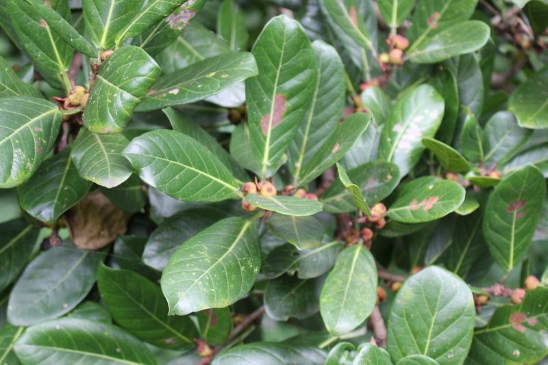 Ficus costaricana, photographed by Jake Rehage