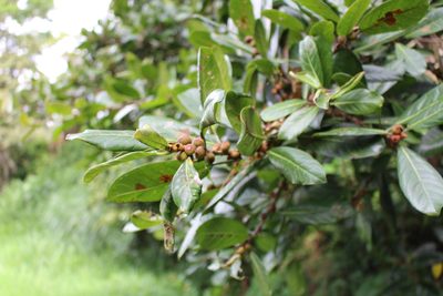 Ficus costaricana, photographed by Jake Rehage