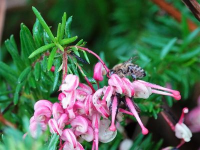 Grevillea rosmarinifolia, photographed by Jacqui Geux