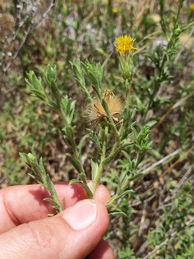 Chrysopsis oregona, photographed by Ken-ichi Ueda