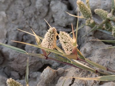 Sporobolus schoenoides, photographed by Ken-ichi Ueda