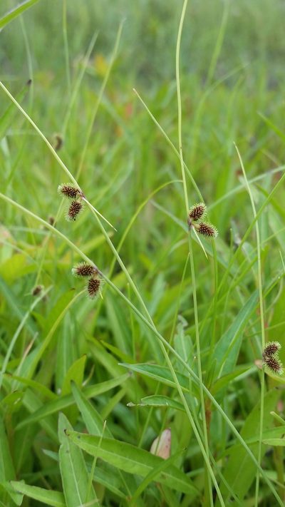 Cyperus neochinensis, photographed by Jay Horn