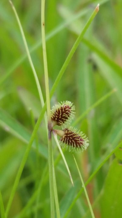 Cyperus neochinensis, photographed by Jay Horn