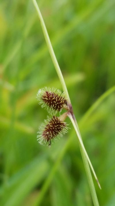 Cyperus neochinensis, photographed by Jay Horn