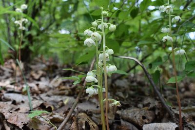 Pyrola japonica, photographed by Repina Tatyana