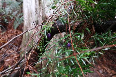 Billardiera macrantha, photographed by Cowirrie