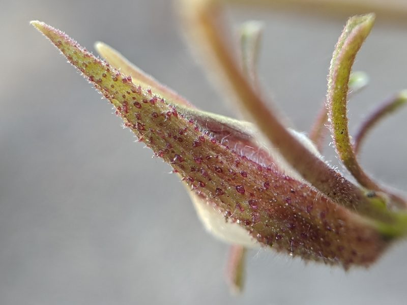 Cordylanthus nevinii, photographed by Alex Heyman