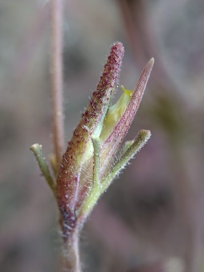 Cordylanthus nevinii, photographed by Alex Heyman