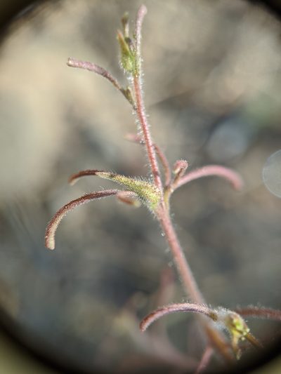 Cordylanthus nevinii, photographed by Alex Heyman