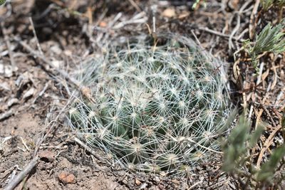 Mammillaria zephyranthoides, photographed by P Gonzalez Zamora