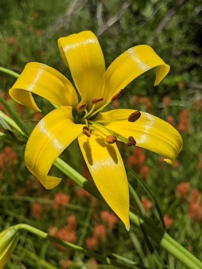Lilium parryi, photographed by Alex Heyman