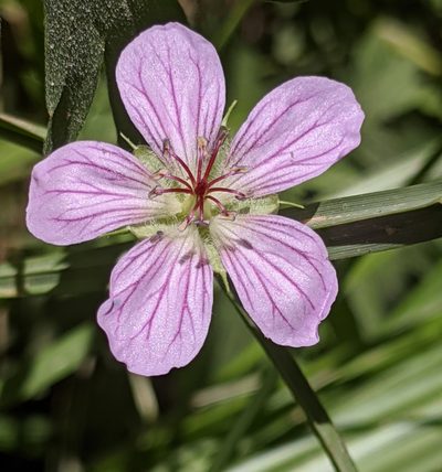 Geranium californicum, photographed by Alex Heyman