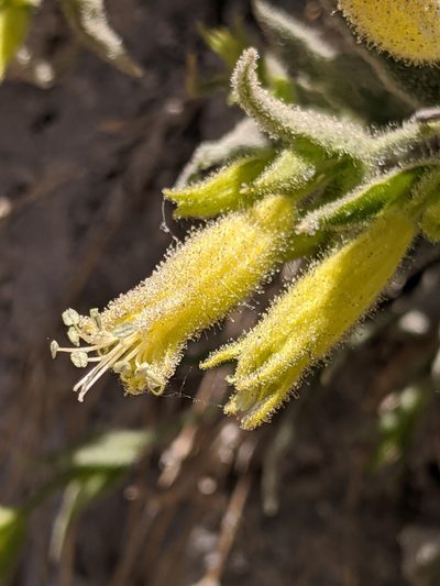 Silene parishii, photographed by Alex Heyman