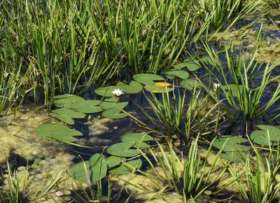 Nymphaea tetragona, photographed by Oleg Kosterin
