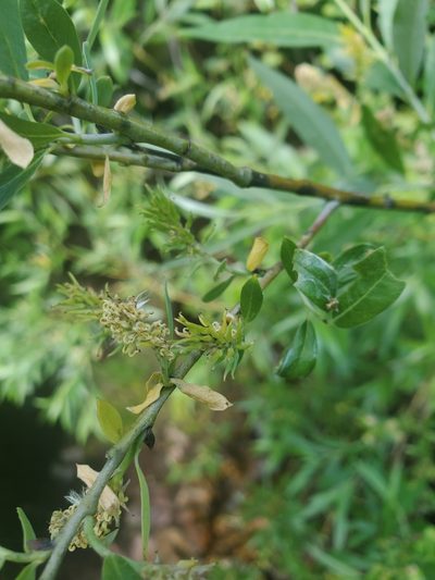 Salix geyeriana, photographed by Kate