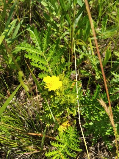 Potentilla chinensis, photographed by Repina Tatyana
