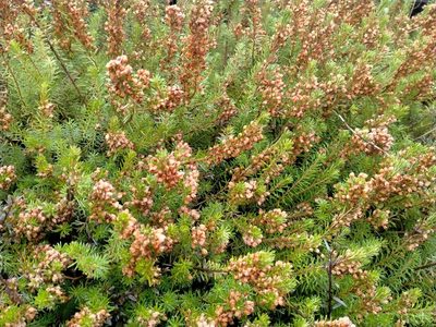 Erica vagans, photographed by John Barkla