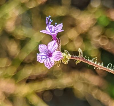 Allophyllum glutinosum, photographed by Alex Heyman