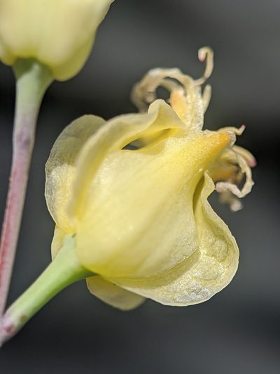 Streptanthus bernardinus, photographed by Alex Heyman