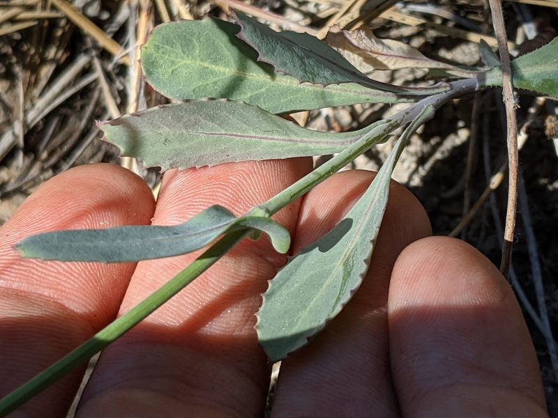 Streptanthus bernardinus, photographed by Alex Heyman