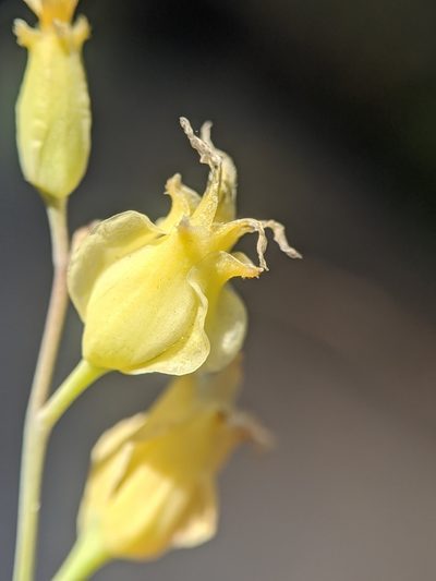 Streptanthus bernardinus, photographed by Alex Heyman