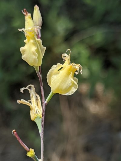 Streptanthus bernardinus, photographed by Alex Heyman