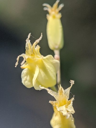 Streptanthus bernardinus, photographed by Alex Heyman