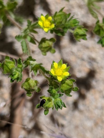 Potentilla biennis, photographed by Alex Heyman