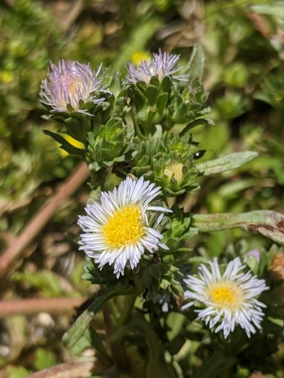 Symphyotrichum frondosum, photographed by Alex Heyman