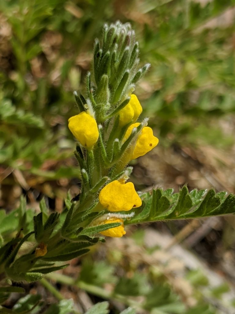 Castilleja lasiorhyncha, photographed by Alex Heyman