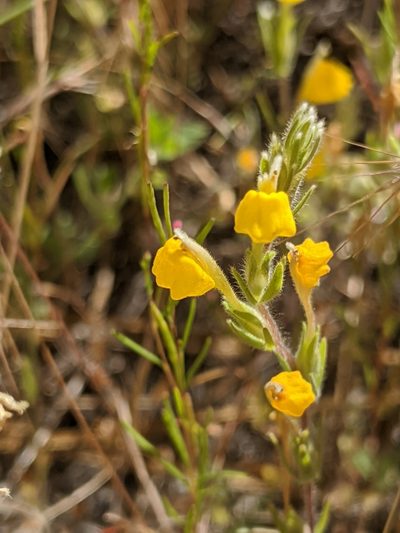 Castilleja lasiorhyncha, photographed by Alex Heyman