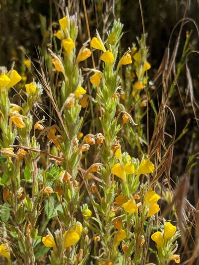 Castilleja lasiorhyncha, photographed by Alex Heyman