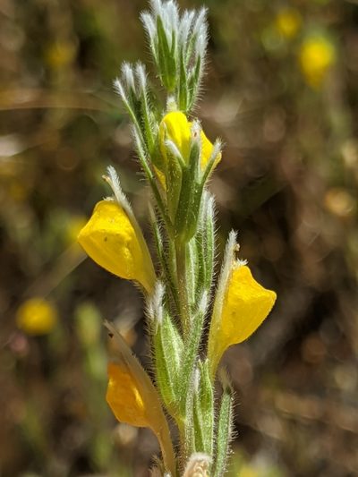 Castilleja lasiorhyncha, photographed by Alex Heyman