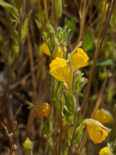 Castilleja lasiorhyncha, photographed by Alex Heyman