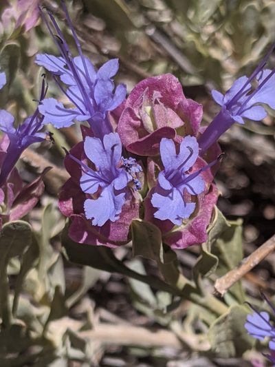 Salvia pachyphylla, photographed by Alex Heyman