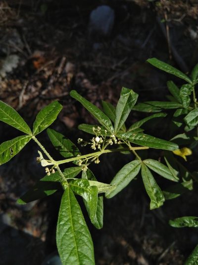 Zieria euthadenia, photographed by Tony van Kampen