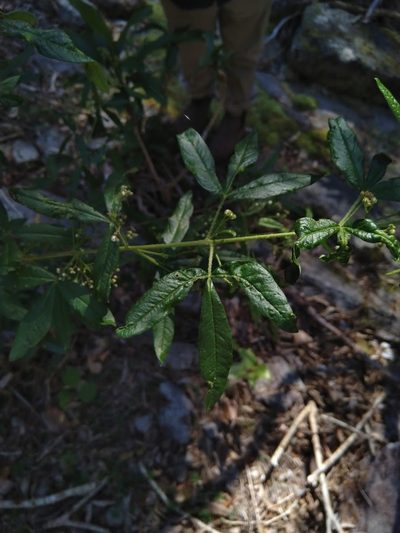 Zieria euthadenia, photographed by Tony van Kampen