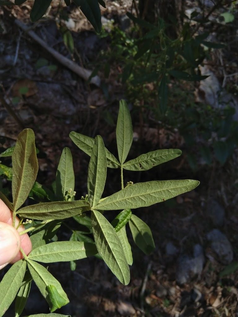 Zieria euthadenia, photographed by Tony van Kampen