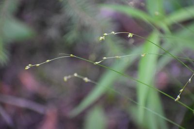 Carex disperma, photographed by Syd Cannings