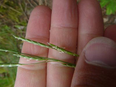 Glyceria fluitans, photographed by Gabriel Mayrhofer
