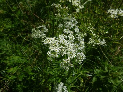 Chaerophyllum aureum, photographed by Gabriel Mayrhofer