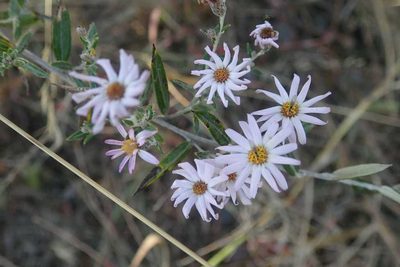 Athrixia phylicoides, photographed by Andrew Deacon