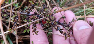 Coprosma depressa, photographed by Joe Dillon